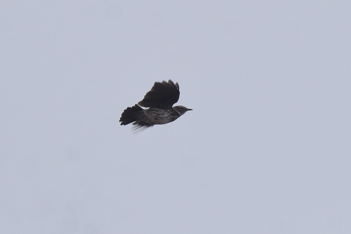 Karoo Lark - ML655511017