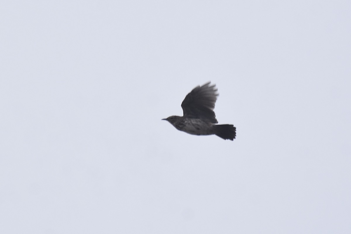 Karoo Lark - ML655511018