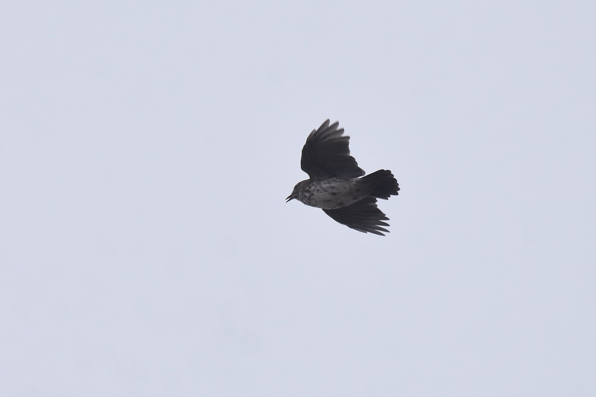 Karoo Lark - ML655511019