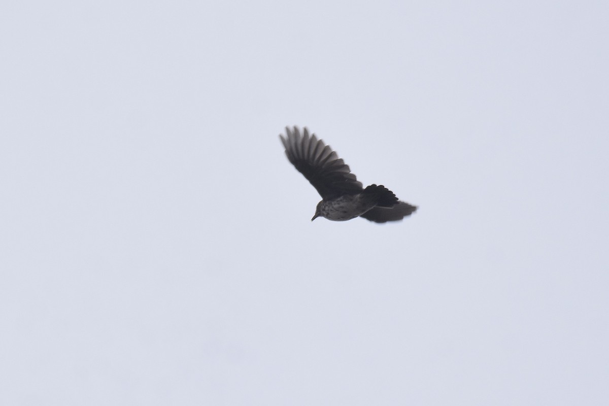 Karoo Lark - ML655511020