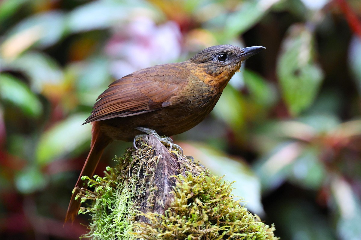 Streak-breasted Treehunter - ML655511681