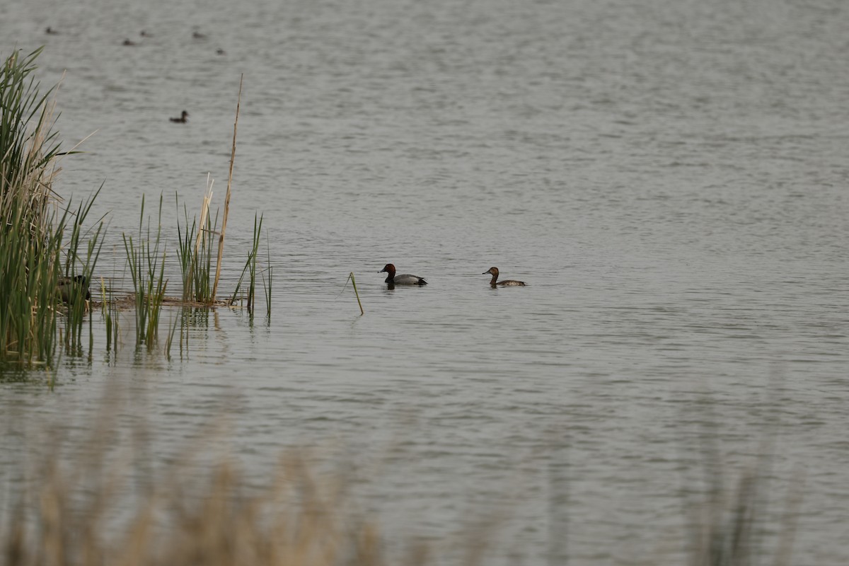 Amerika Elmabaşı - ML655512120