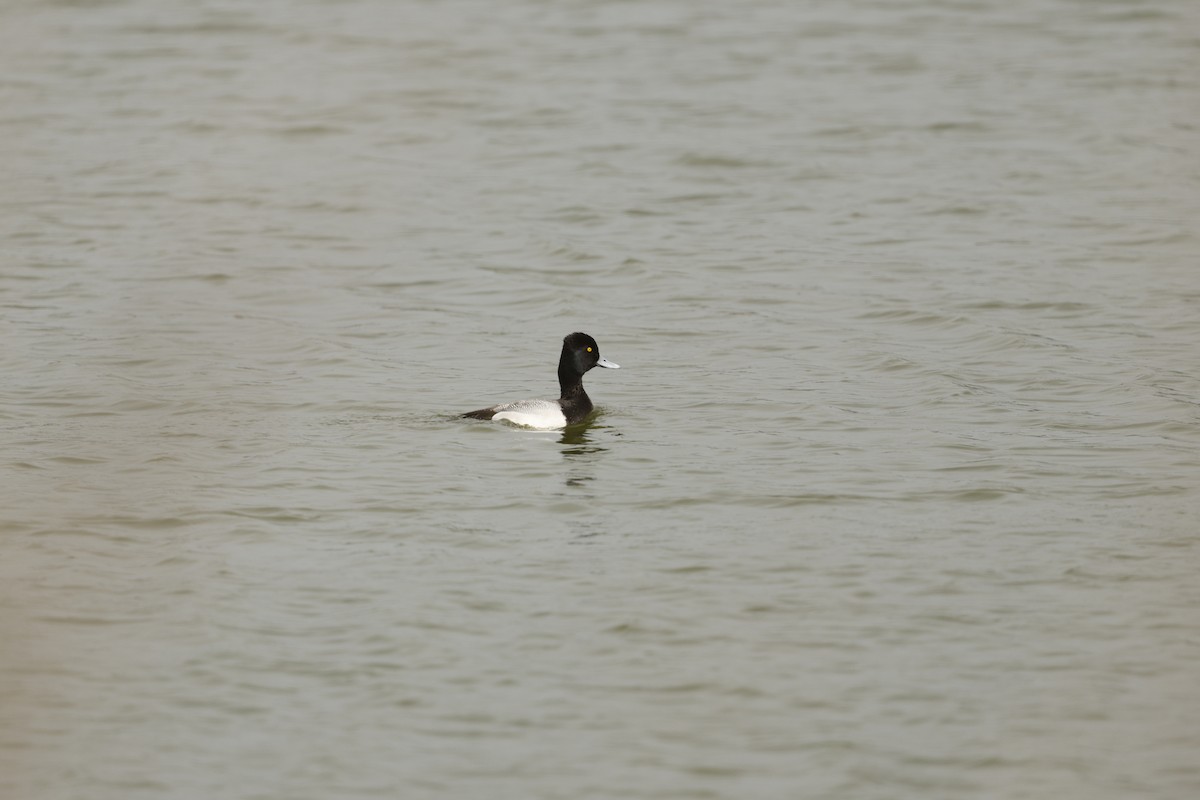 Morbaş Patka - ML655512169