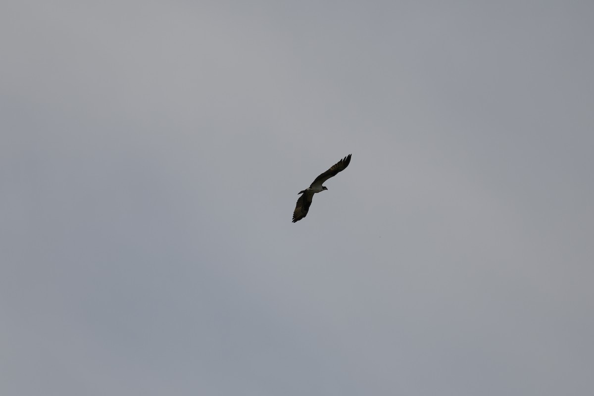 Balık Kartalı - ML655512193