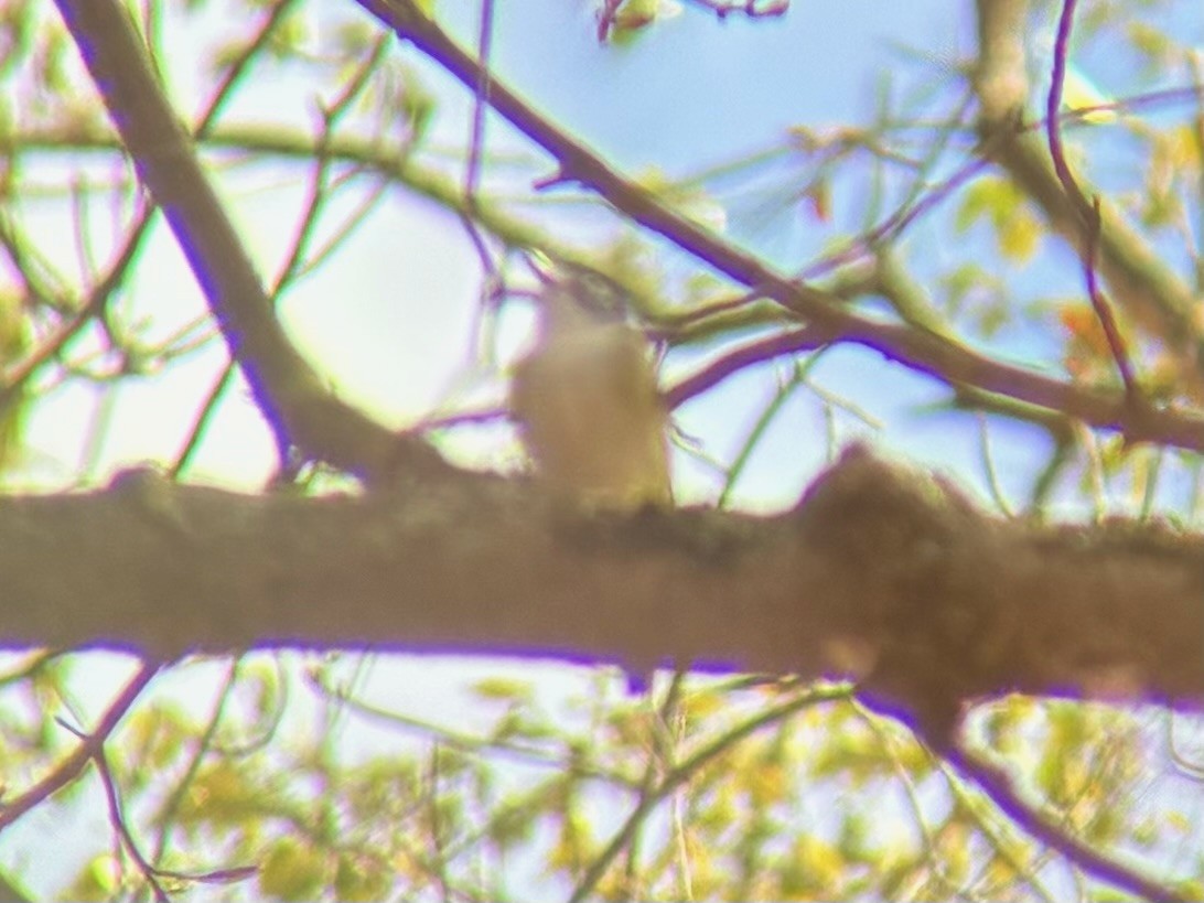 Graukopfvireo - ML655512216