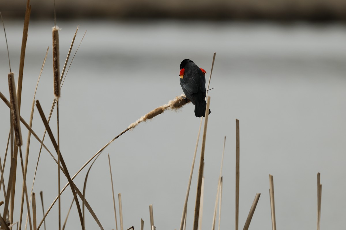 Al Kanatlı Karatavuk - ML655512301