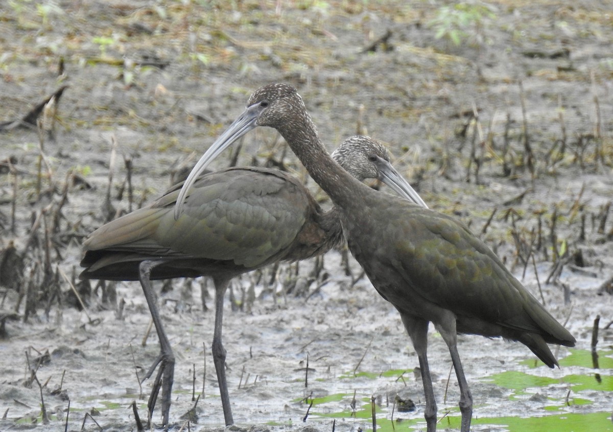 Glossy/White-faced Ibis - ML65551281