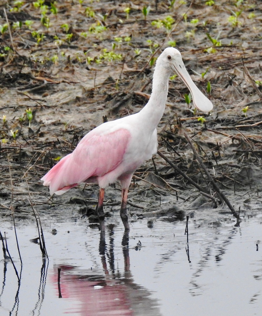 Roseate Spoonbill - ML65551311