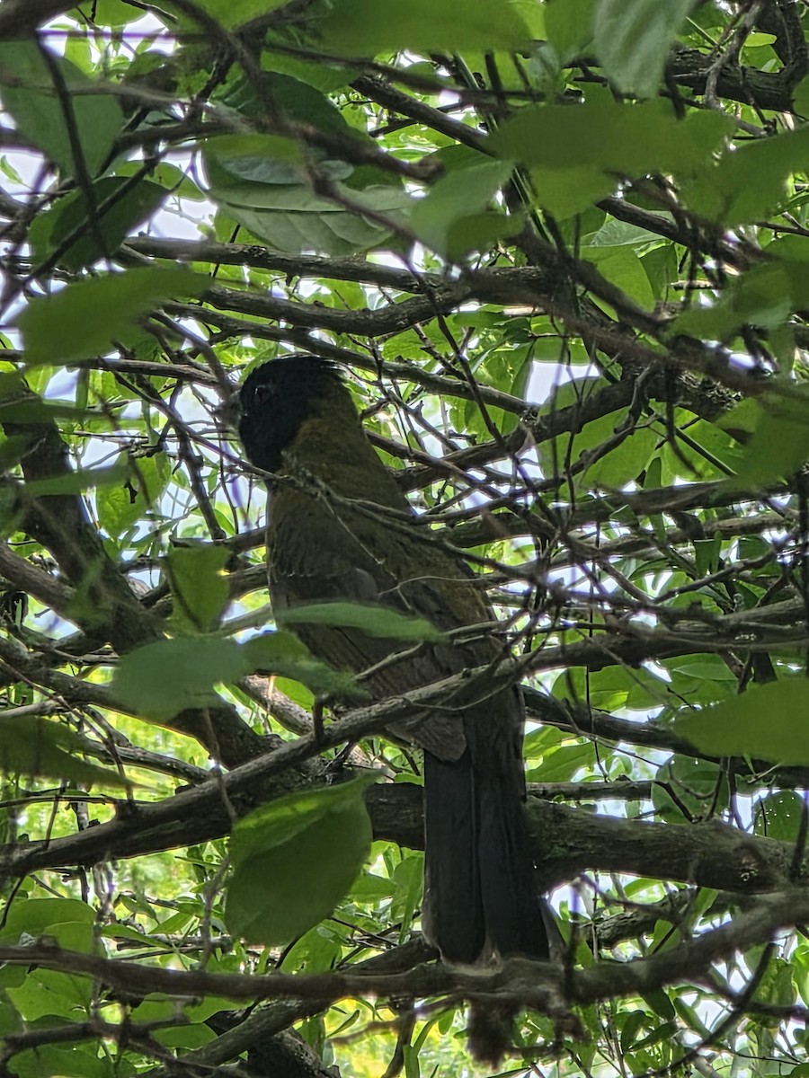 Crimson-collared Grosbeak - ML655513352