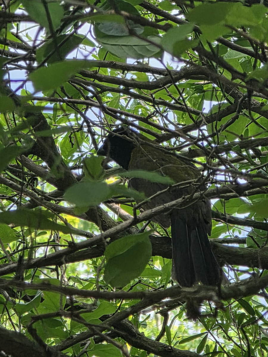 Crimson-collared Grosbeak - ML655513358
