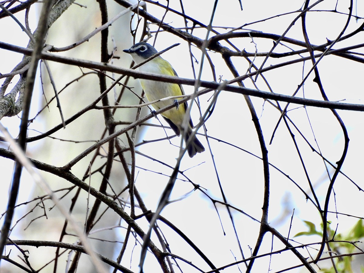 Graukopfvireo - ML655513696