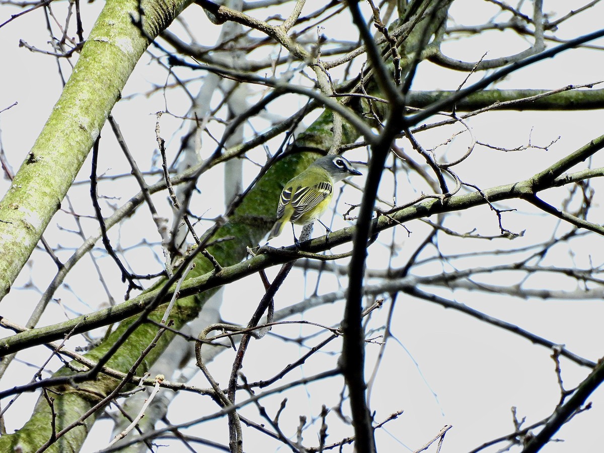 Graukopfvireo - ML655513697