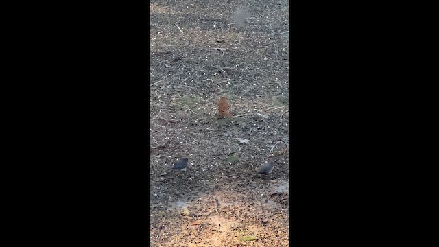 Brown Thrasher - ML655513960