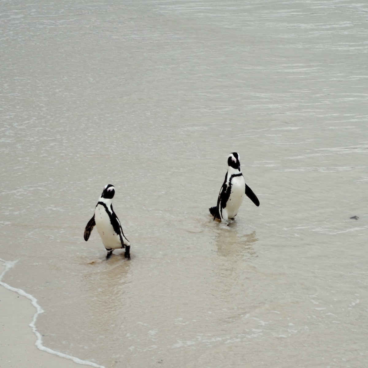 African Penguin - ML655514204