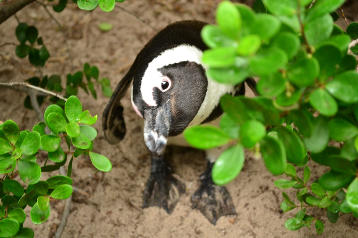 African Penguin - ML655514205