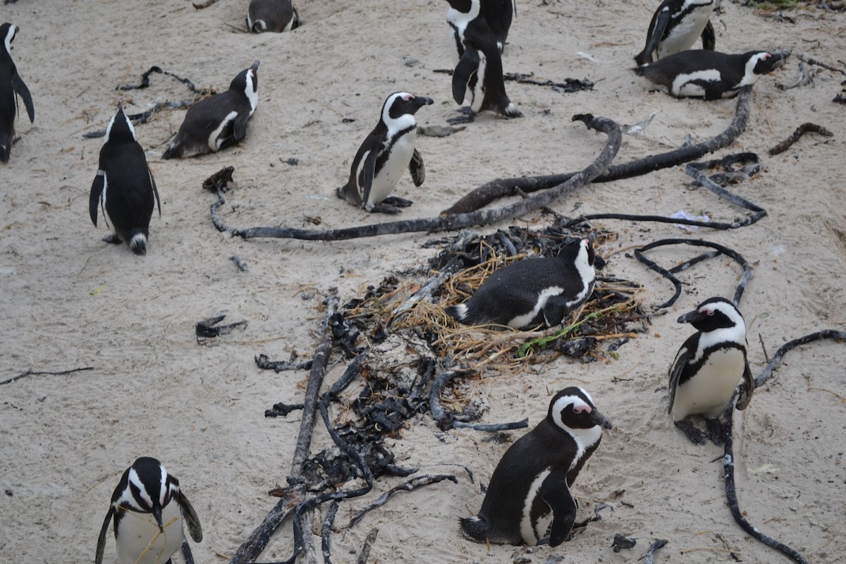 African Penguin - ML655514206