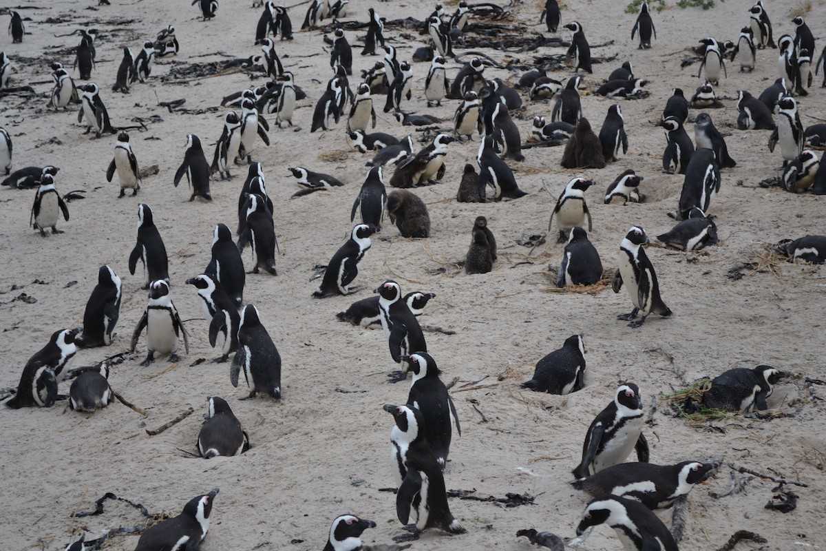 African Penguin - ML655514207