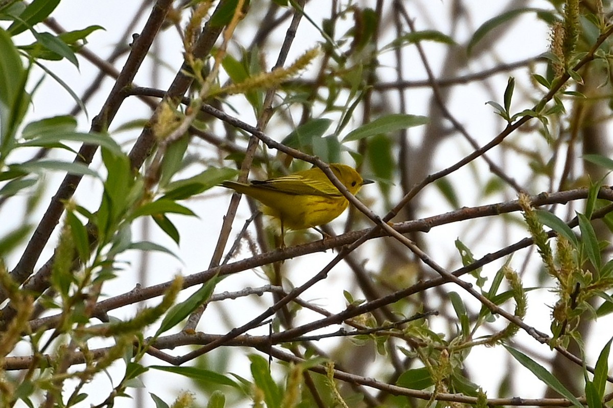 Northern Yellow Warbler - ML655514255