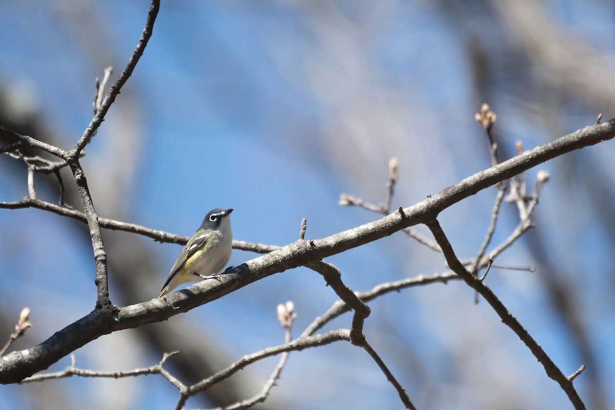 Graukopfvireo - ML655514433