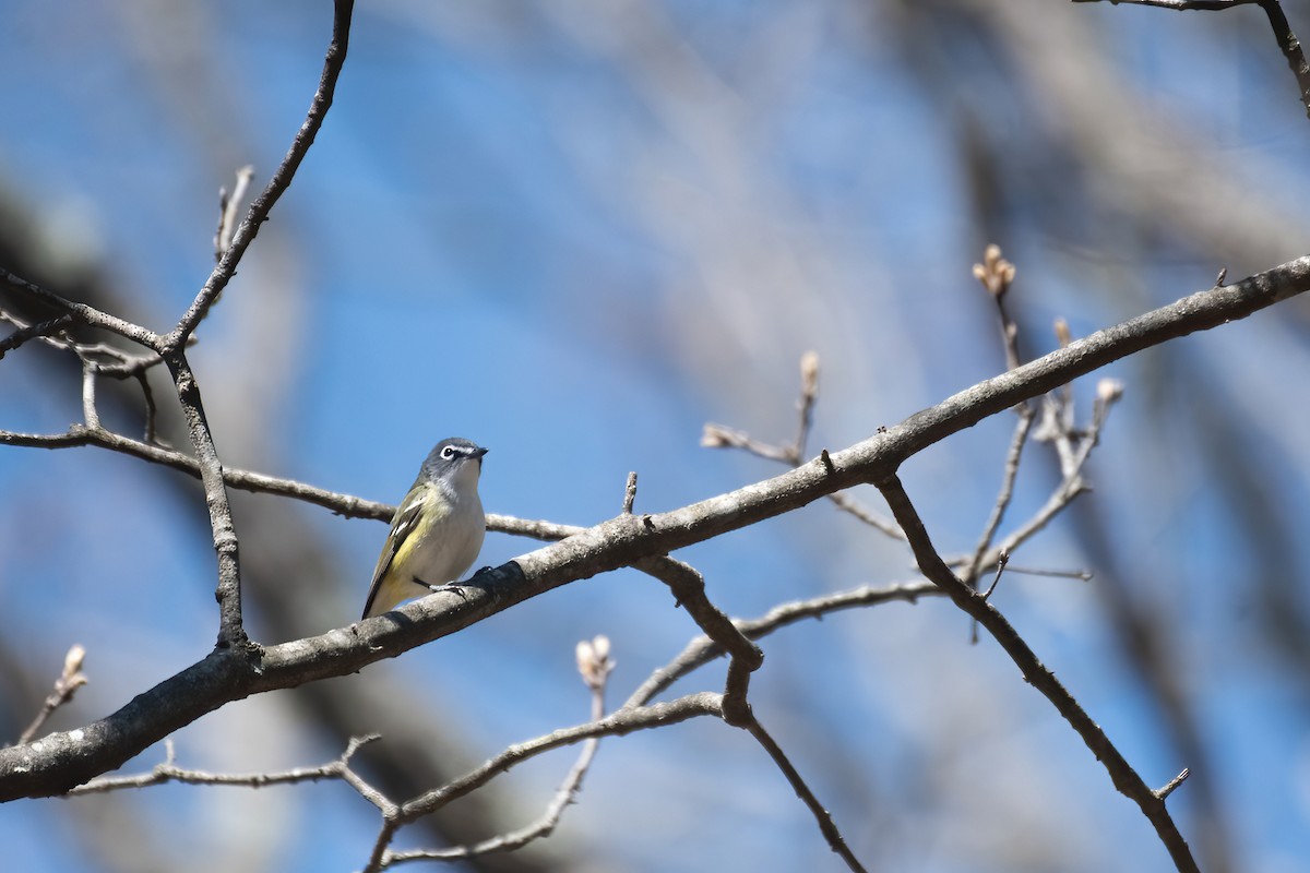 Graukopfvireo - ML655514434