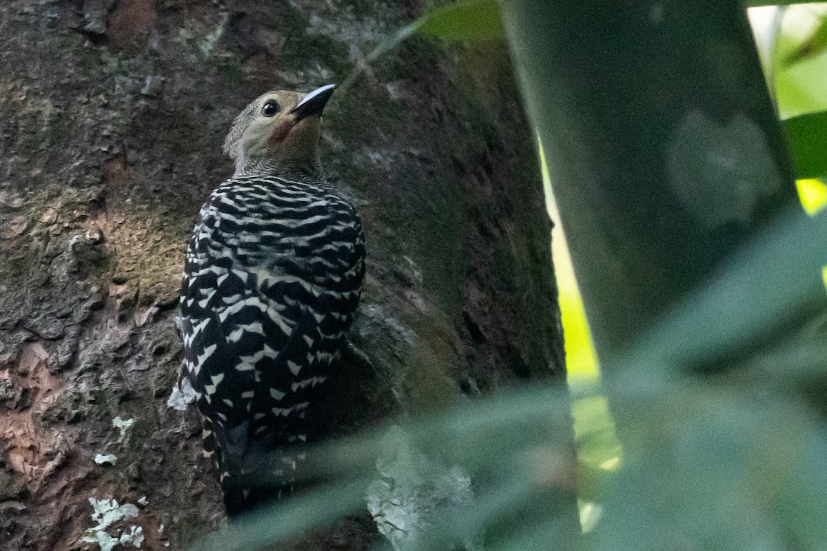 Buff-rumped Woodpecker - ML655514467
