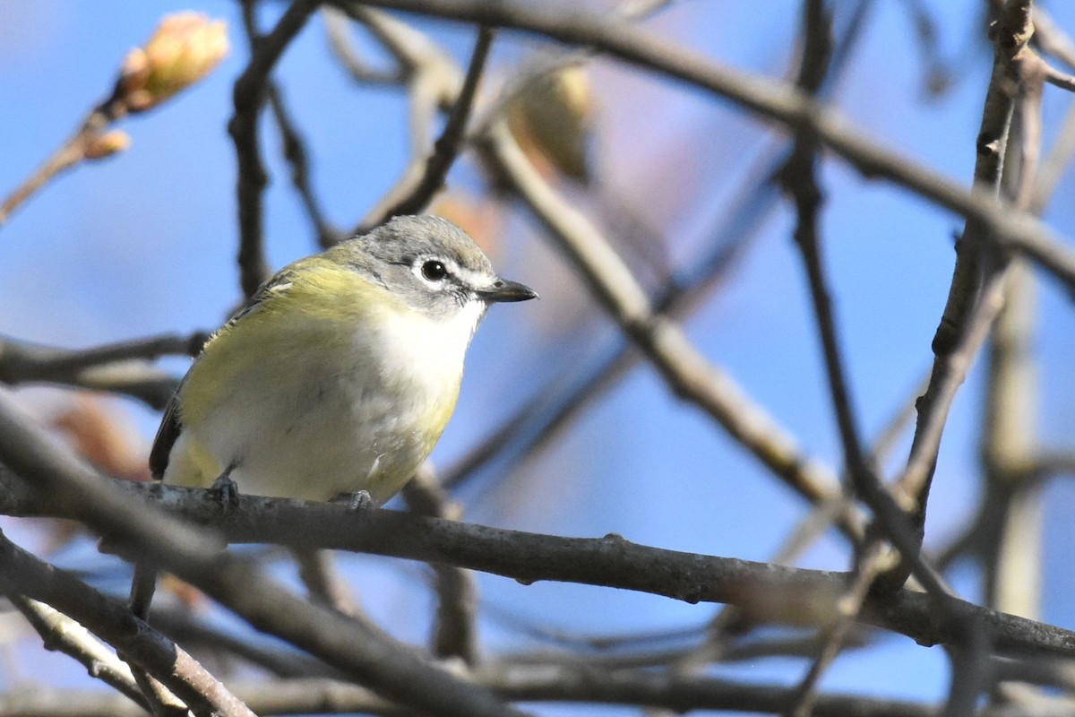 Graukopfvireo - ML655514507
