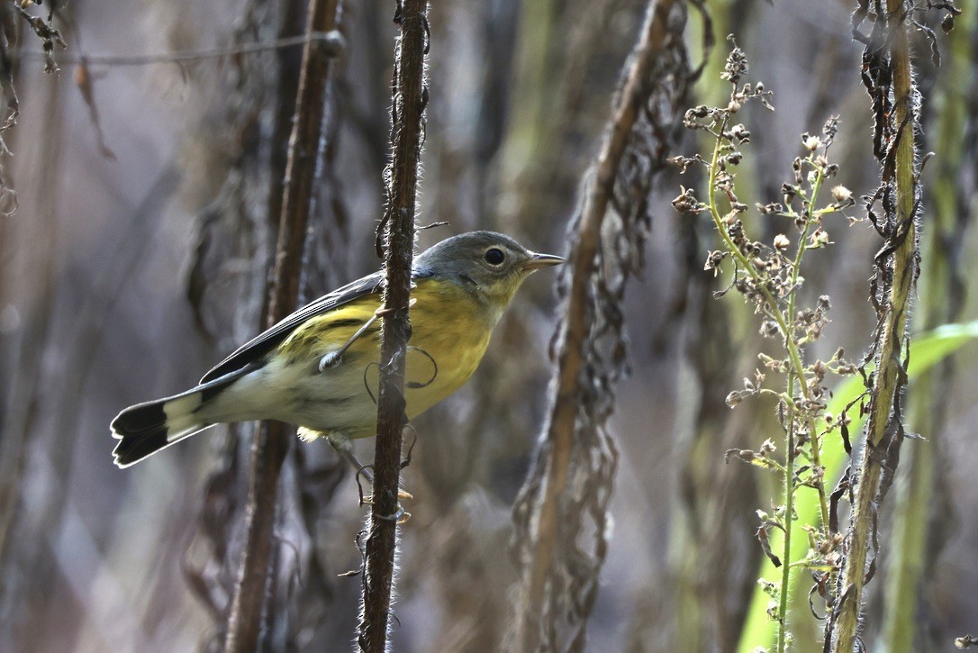Magnolia Warbler - ML655514558