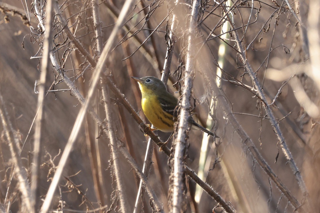 Magnolia Warbler - ML655514561