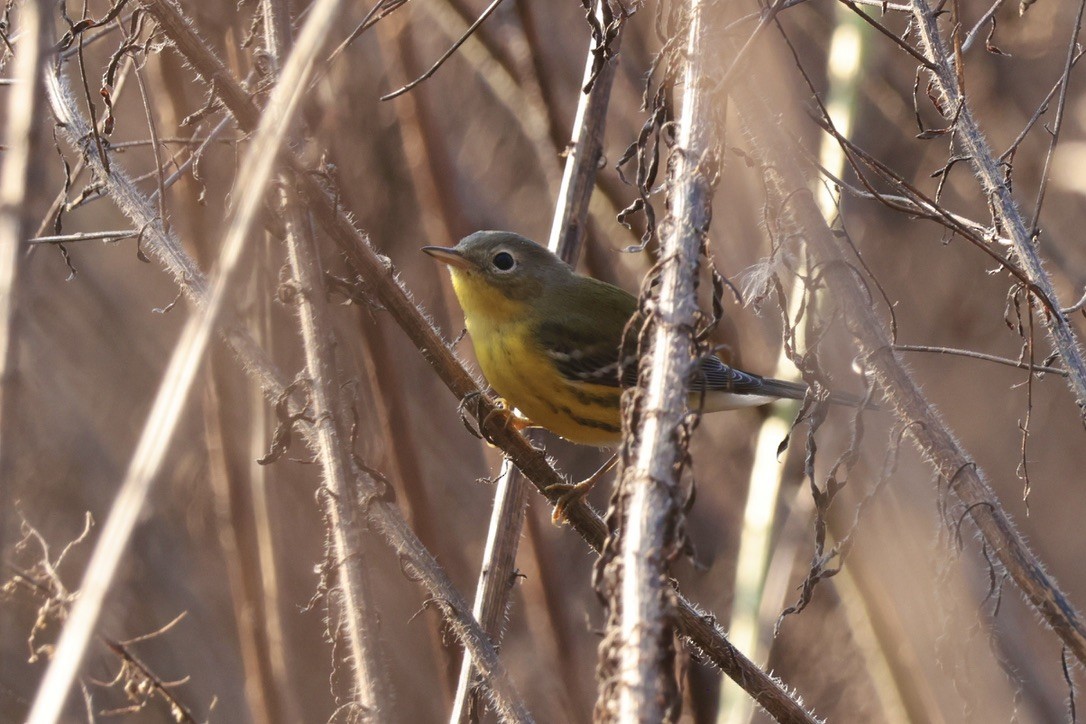 Magnolia Warbler - ML655514563