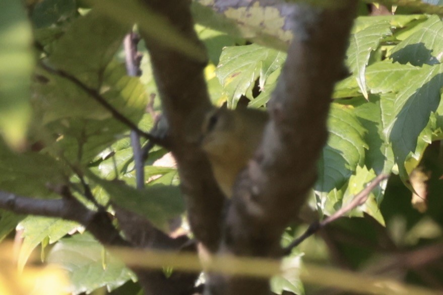 Philadelphia Vireo - ML655514575