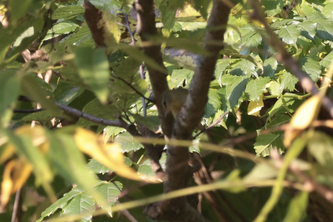 Philadelphia Vireo - ML655514576
