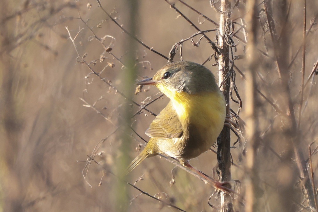 Common Yellowthroat - ML655514593