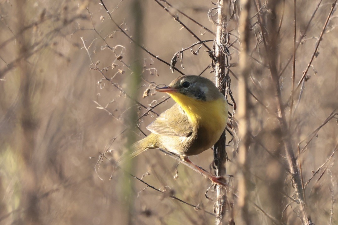 Common Yellowthroat - ML655514595