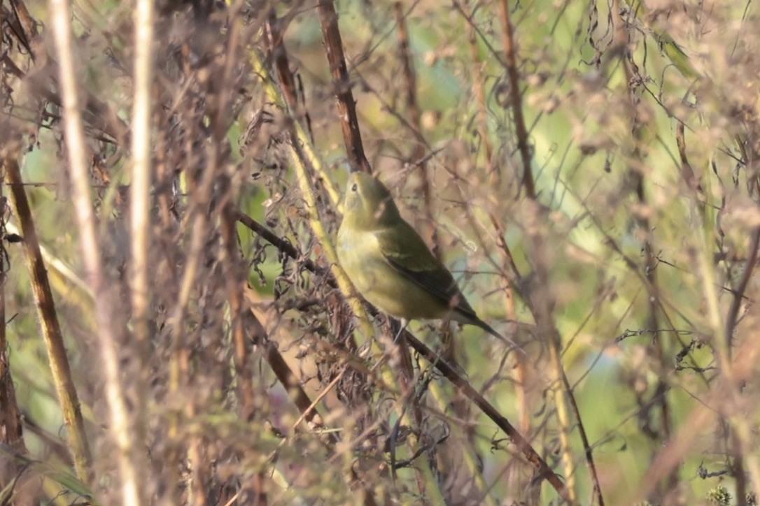 Tennessee Warbler - ML655514601