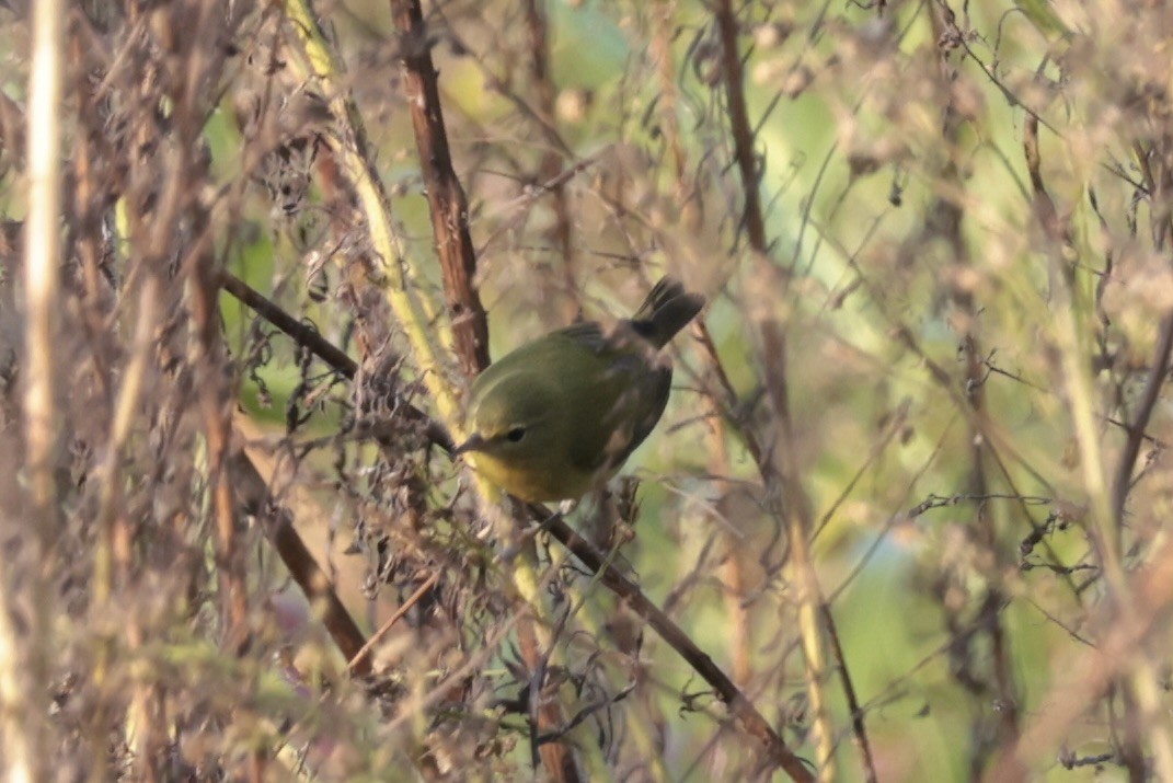 Tennessee Warbler - ML655514604