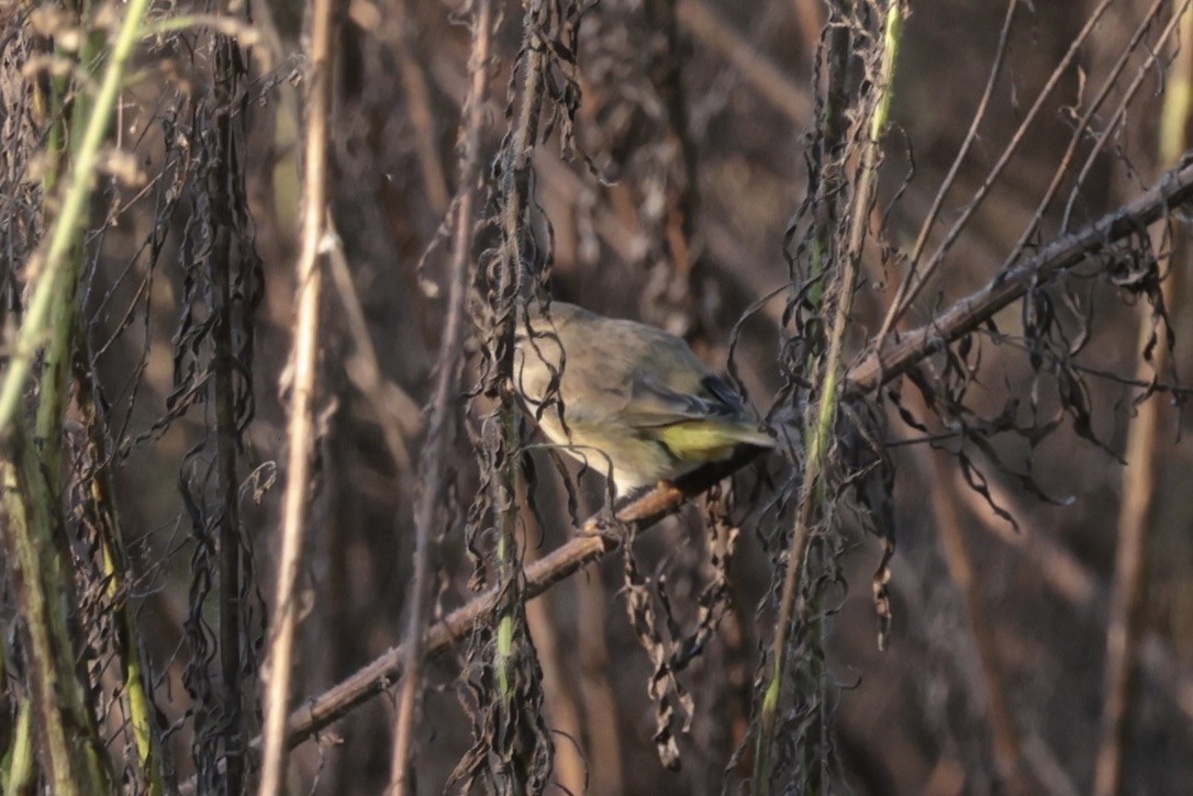 Palm Warbler - ML655514639