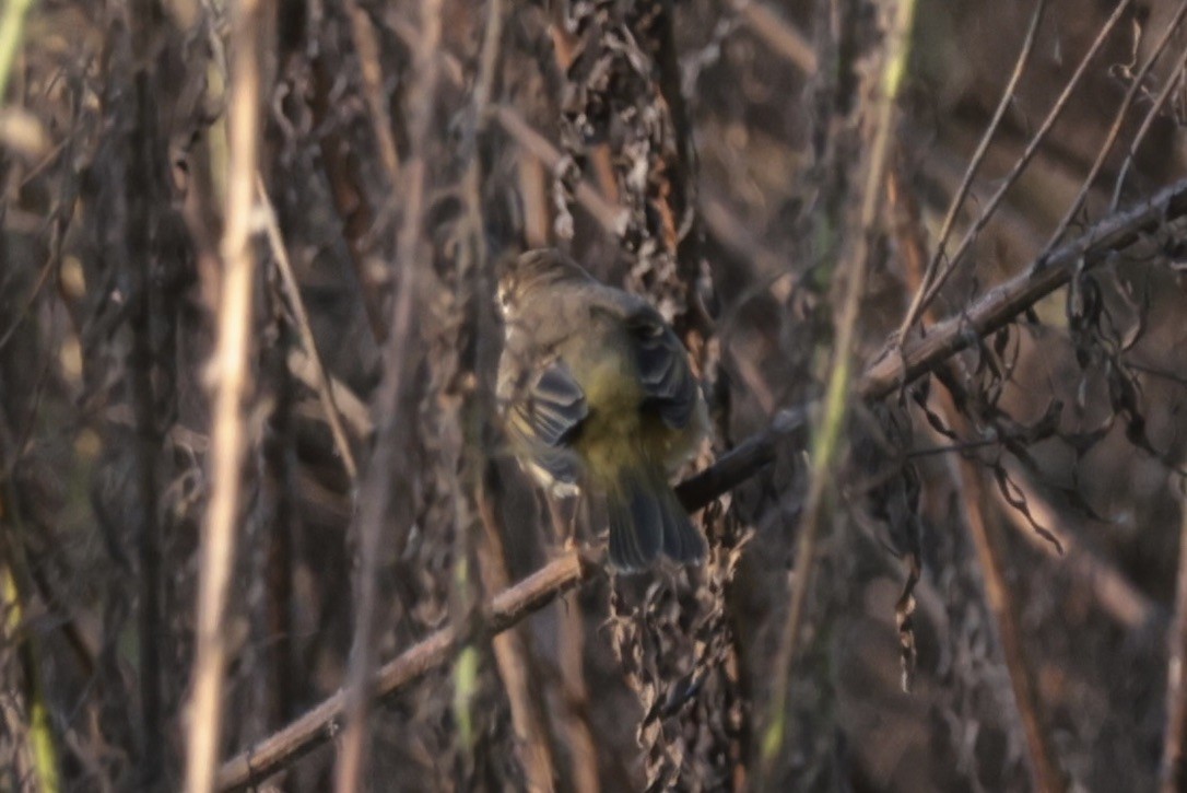 Palm Warbler - ML655514642