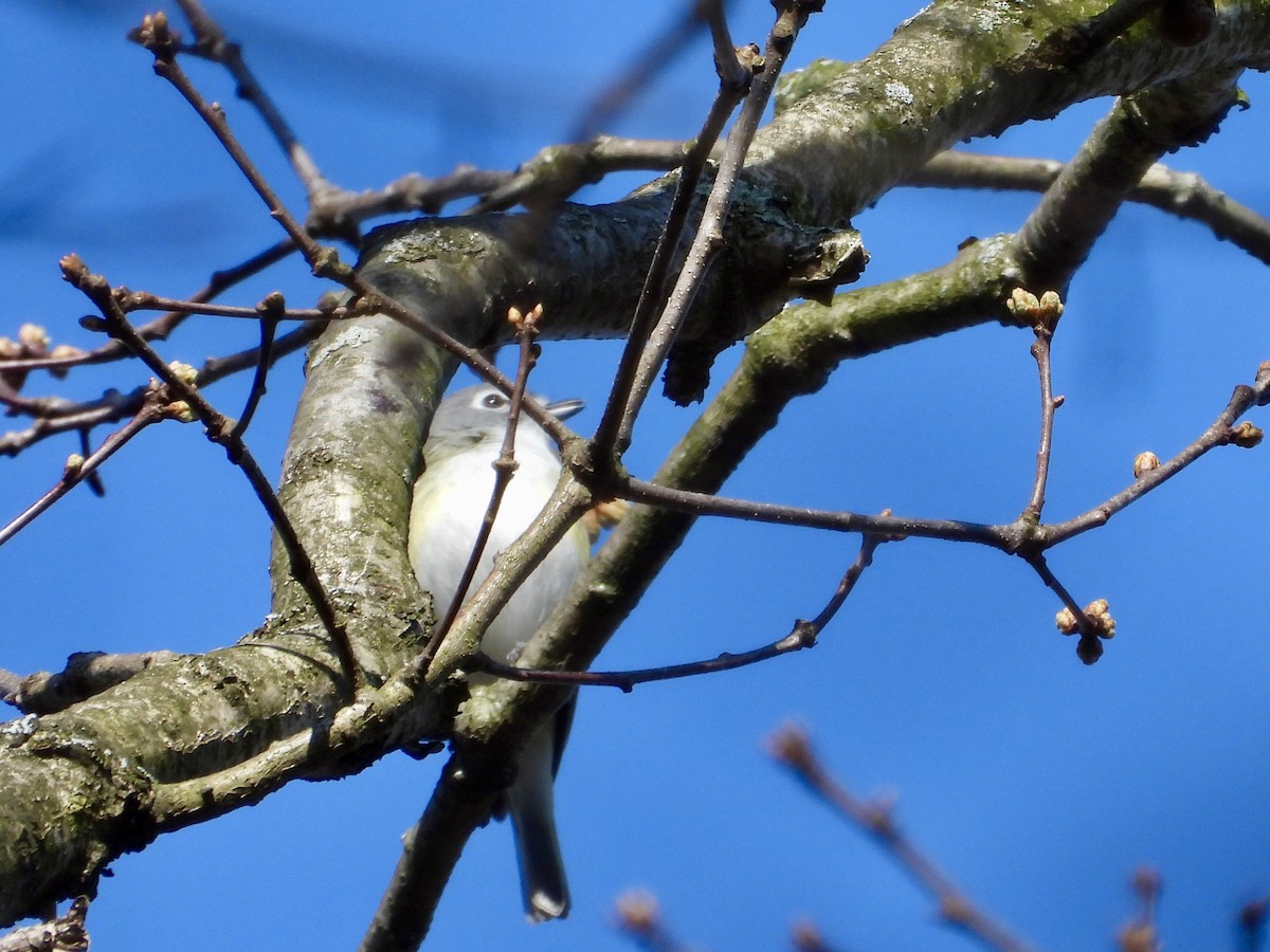 Graukopfvireo - ML655514653