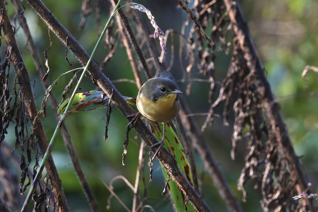 Common Yellowthroat - ML655514656