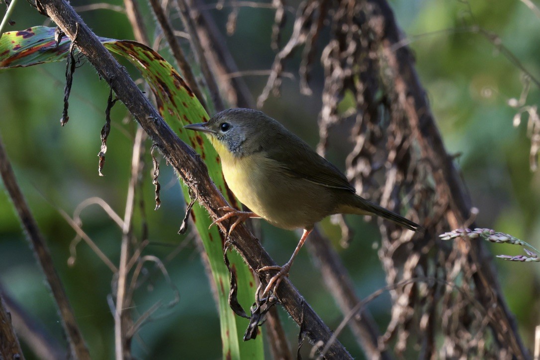 Common Yellowthroat - ML655514675
