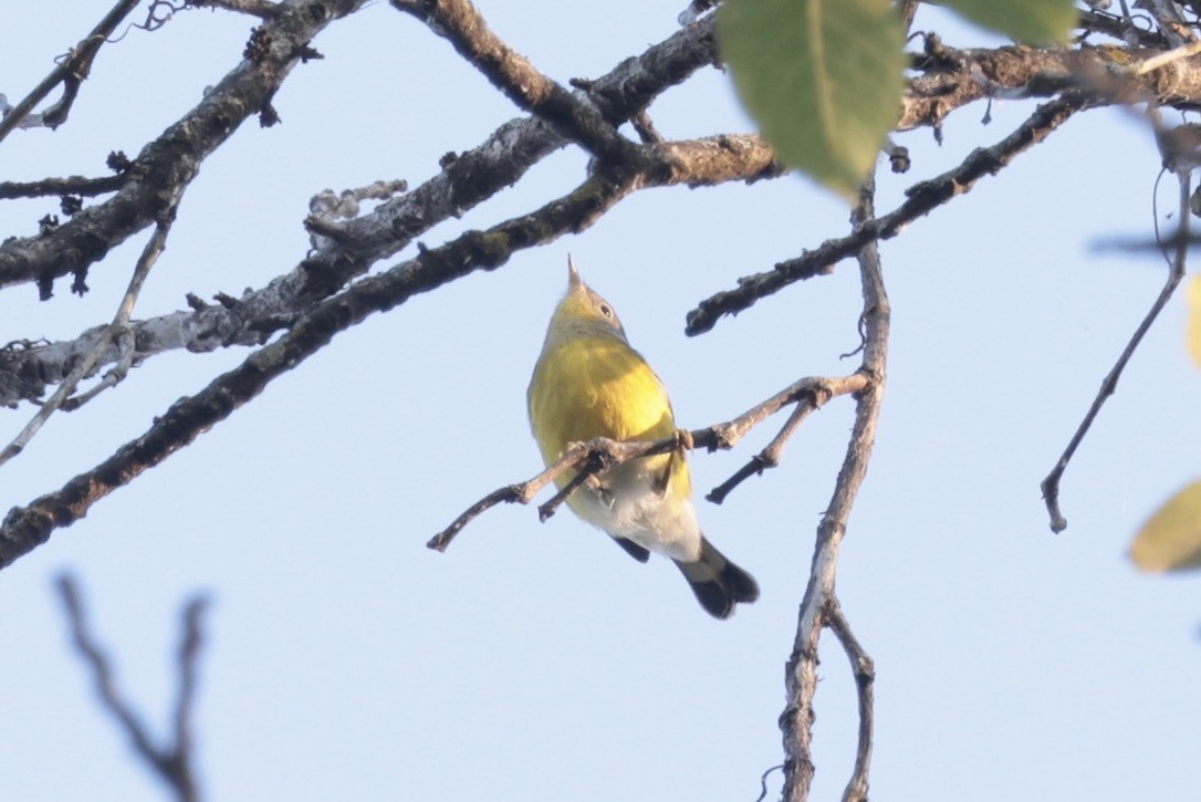 Magnolia Warbler - ML655514694