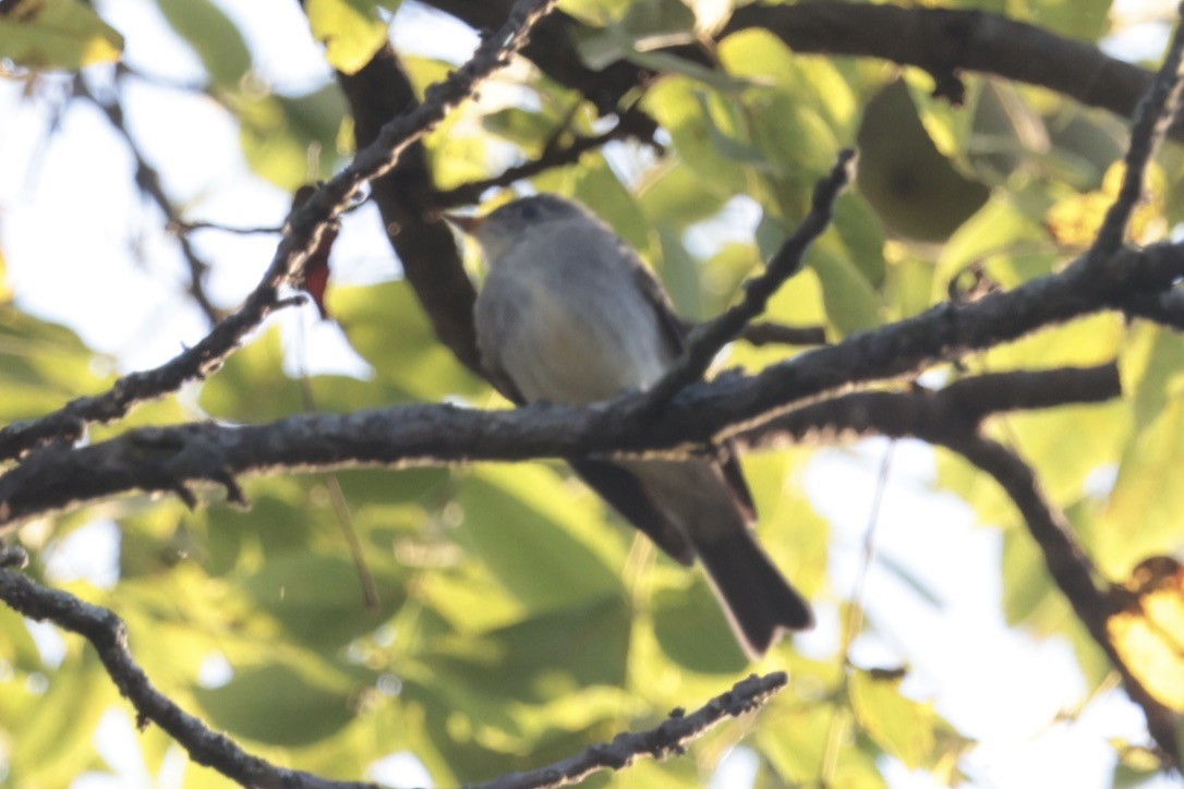 Eastern Wood-Pewee - ML655514703