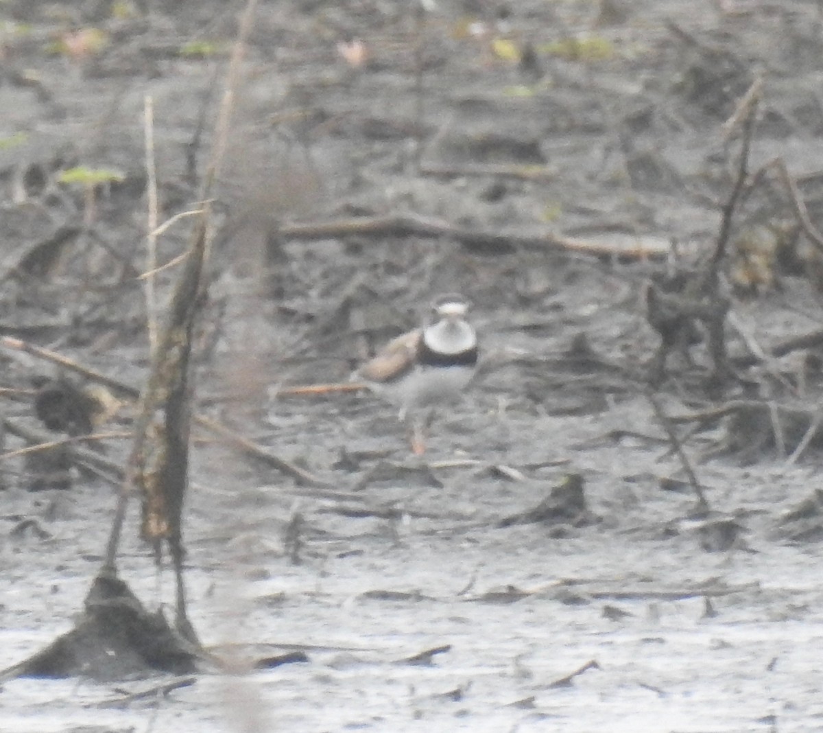 Semipalmated Plover - ML65551491
