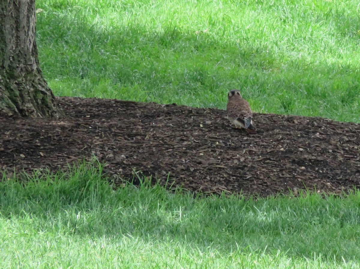 American Kestrel - ML65551511