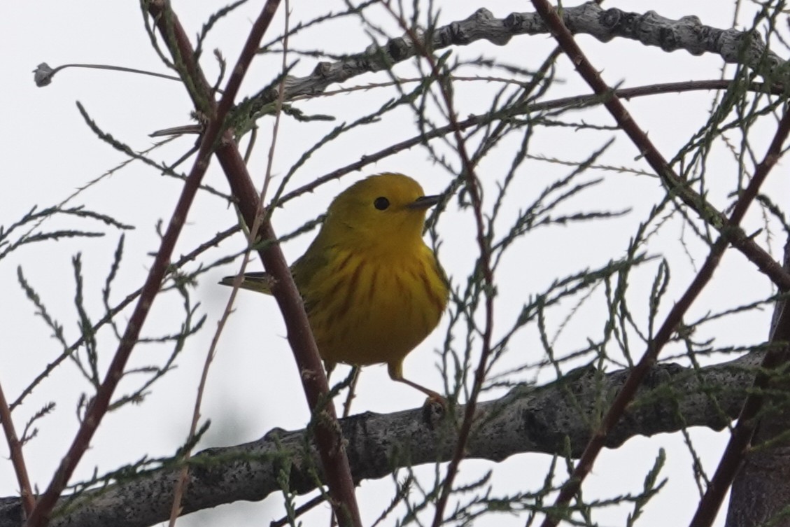 eBird Checklist - 17 Apr 2026 - Lions Park (Rifle) - 18 species