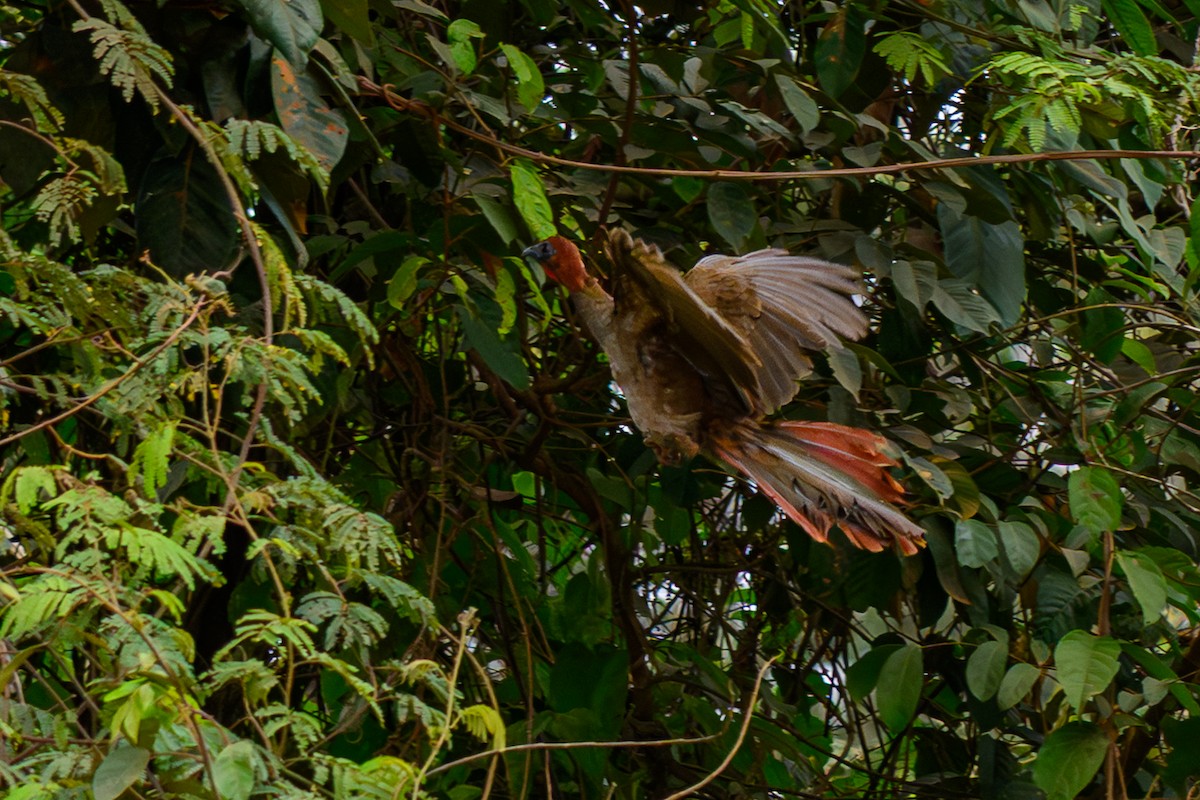 Variable Chachalaca - ML655517298