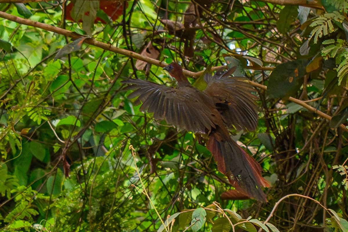 Variable Chachalaca - ML655517299