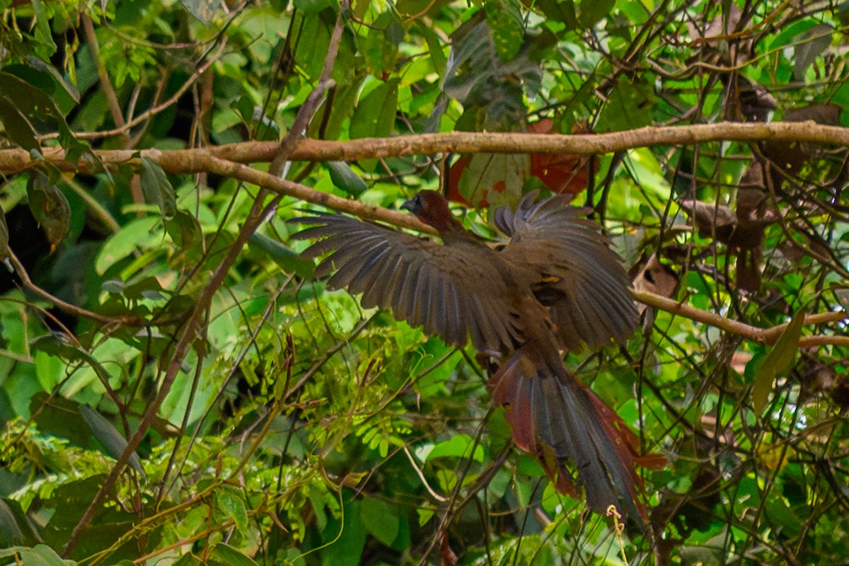 Variable Chachalaca - ML655517300