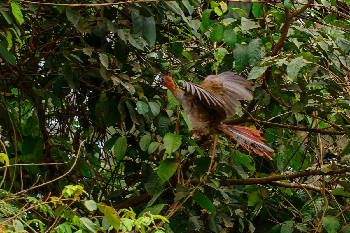 Variable Chachalaca - ML655517301