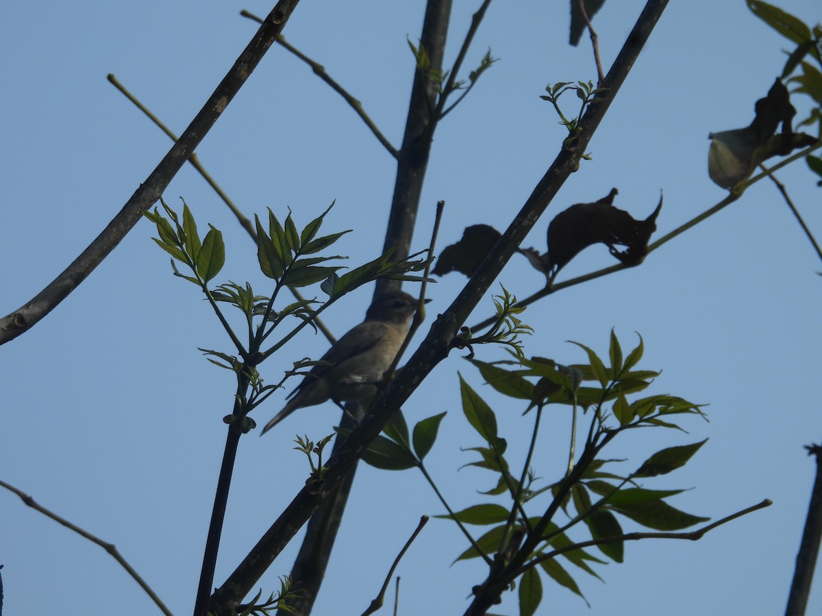 vireo sp. - ML655518039